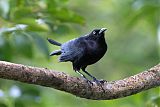 Carib Grackleborder=